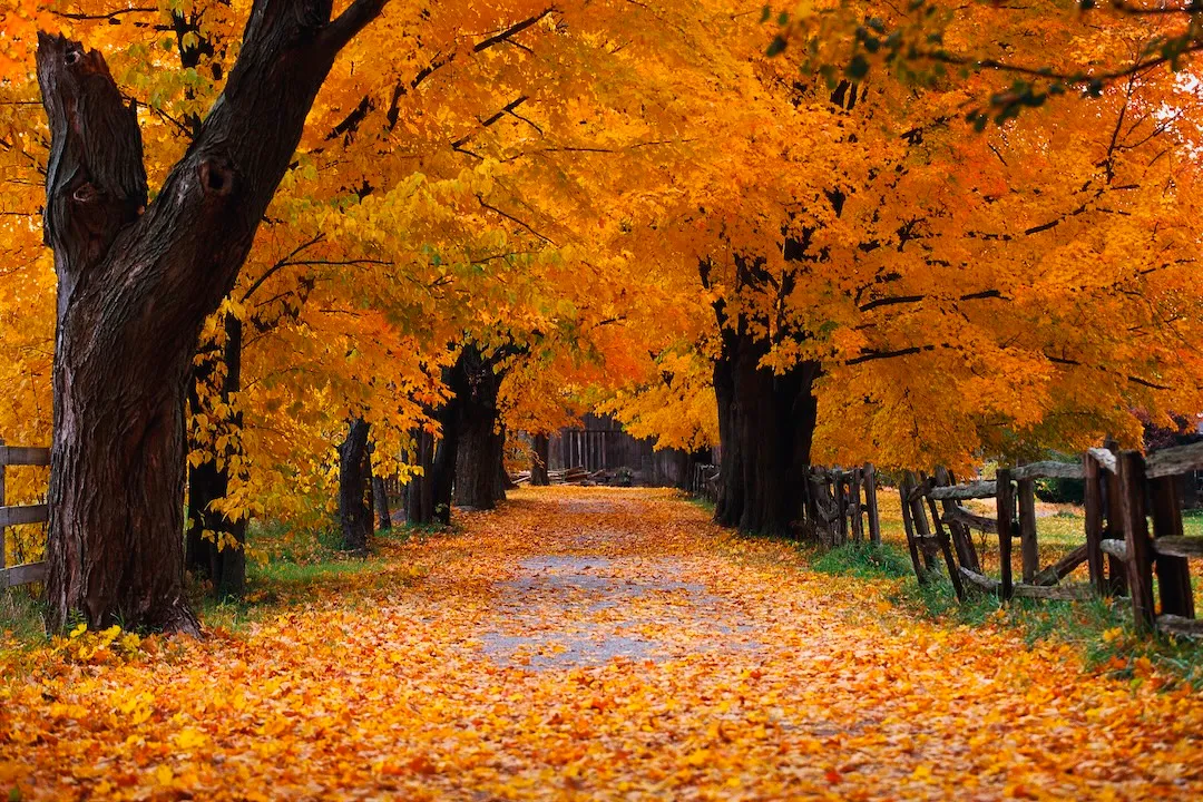The autumn wallpaper from Windows XP